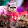 Photos: Cats Crash Last Night's Dog Fashion Show